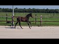 Dressuurpaard Super luxe merrieveulen Ferguson x prok sport v. Apache