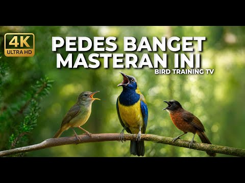 🔴 Live Masteran Kolibri Manggar Betina Gacor Necret vs Cucak Cungkok Gacor Roll Speed Kasar