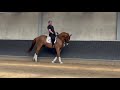 Dressage horse S Level Schoolmaster for Sale