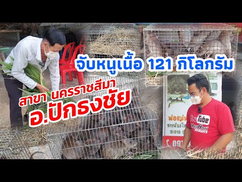 จับหนูเนื้อ-121-กิโลกรัม-ฟาร์ม จับหนูเนื้อ-121-กิโลกรัม-ฟาร์ม