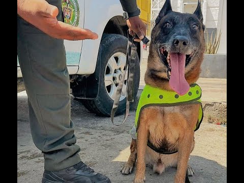 ´Oker´, el perro antipólvora policial para proteger a la población este 7 de diciembre en Cartagena