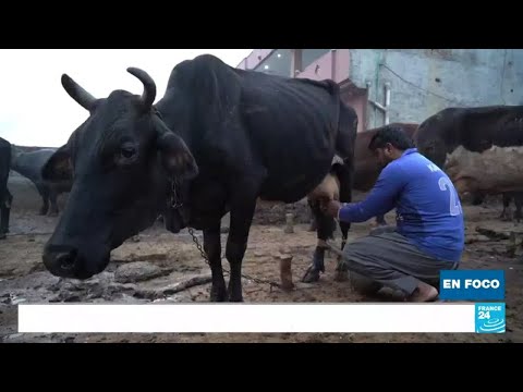 Pakistán lidia con el problema de la leche adulterada