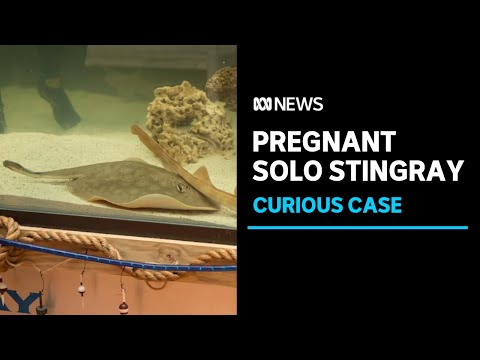 How did a single female stingray become pregnant without a male mate? | ABC News