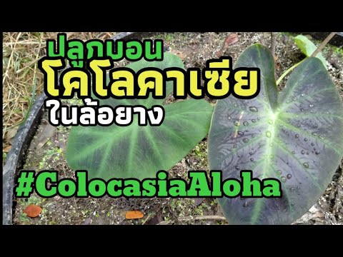 ปลูกโคโลคาเซียในล้อยางcolocasi