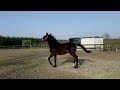 Dressage horse 2 jarige zwartbruine hengst (Totilas x Dreamcatcher x Rhodium)