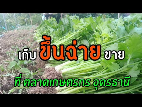 เก็บขึ้นฉ่ายขายที่ตลาดเกษต