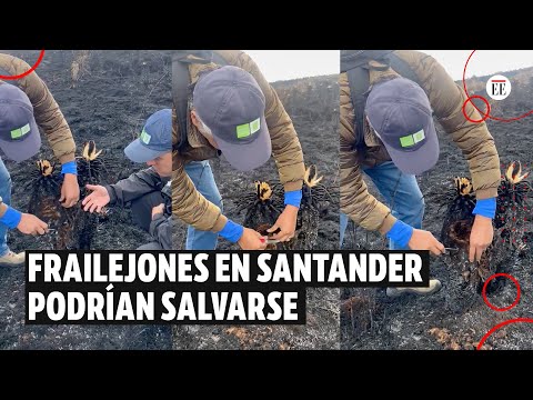 Frailejones podrían salvarse tras incendios en Santander | El Espectador