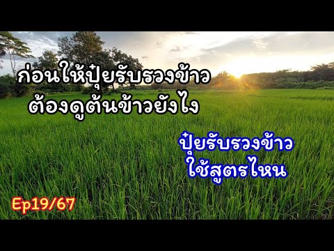 ต้นข้าวที่พร้อมรับปุ๋ยรับรวงข้