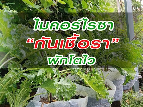#ไมคอร์ไรซากันเชื้อราผักโตไว #ไมคอร์ไรซากันเชื้อราผักโตไว