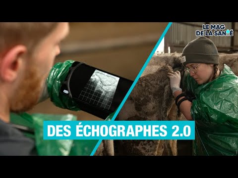 ÉCHOGRAPHIE d'une vache 4/5 - Allo Docteurs