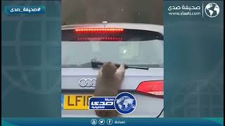 قرد غاضب يحطم السيارات