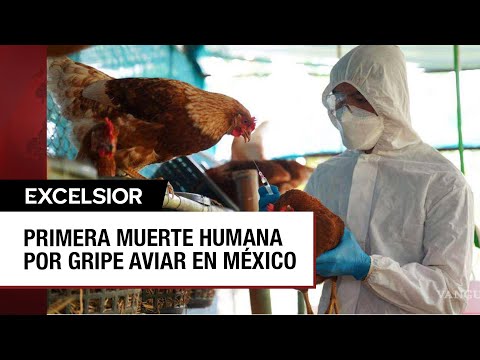 Muere en México la primera persona por la gripe aviar