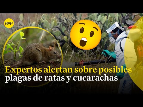 Expertos alertan sobre posibles plagas de ratas y cucarachas