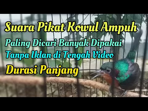 Suara Pikat Kolibri Wulung (Kowul) Paling Ampuh dan Terbukti || Situs Kicau