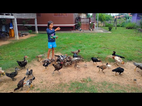 #น้องแพรวช่วยให้อาหารไก่ตอนเย็ #น้องแพรวช่วยให้อาหารไก่ตอนเย็