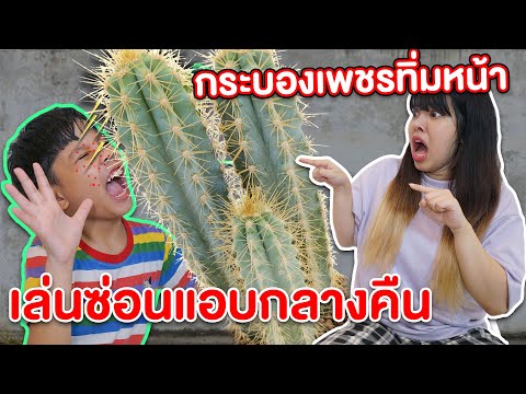 อันตราย-กระบองเพชร-ทิ่มหน้า-เป อันตราย-กระบองเพชร-ทิ่มหน้า-เป