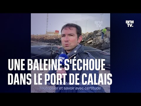 Une baleine de 19 mètres s'échoue dans le port de Calais