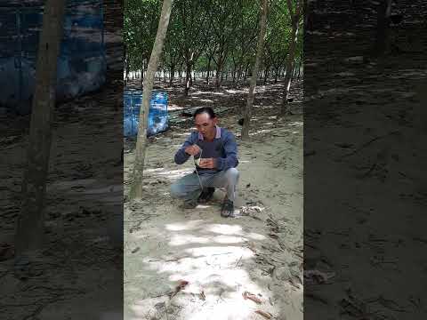 คือคักแท้น้อ