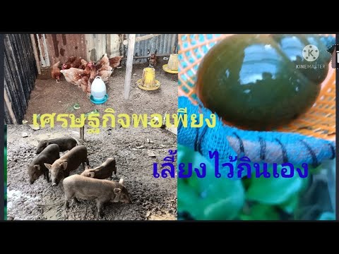 พาชมสัตว์เลี้ยงหลังฝนตก พาชมสัตว์เลี้ยงหลังฝนตก
