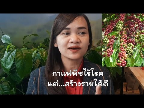 อย่ามองข้ามทำไร่กาแฟพืชไร่โร