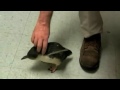 Pinguino che soffre il solletico