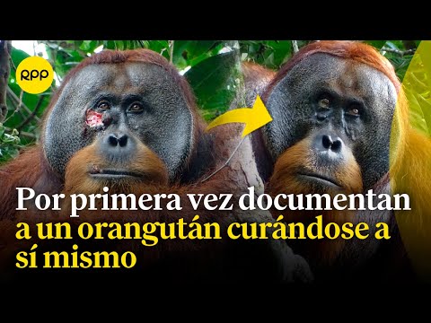 Orangután es captado por primera vez curándose a sí mismo