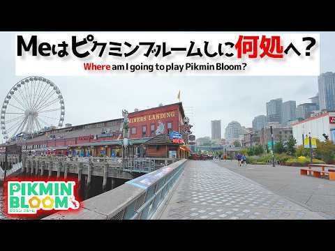 【ピクミンブルーム】Meはピクミンブルームしに何処へ?【Pikmin Bloom】【피크민블룸、皮克敏】