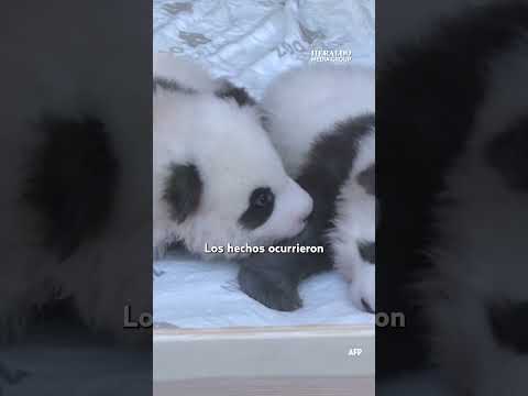 ¿Pandas falsos? Exhiben como pandas a perros pintados de blanco y negro en zoológico