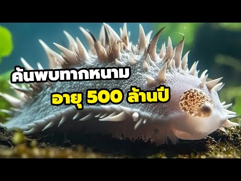 ค้นพบทากหนามอายุ500ล้านปีเผ