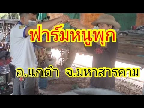 โควิดทำพิษกลับจาก-ก.ท.ม.มาเล โควิดทำพิษกลับจาก-ก.ท.ม.มาเล