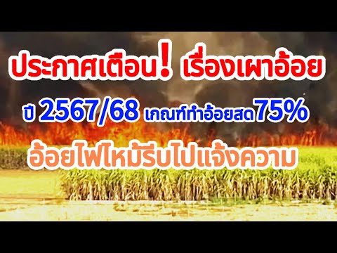 ตัดอ้อยปี6768มีเกณฑ์อ้อยสดขั้น