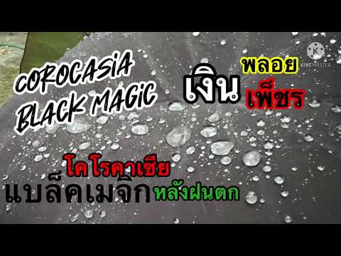 Ep79โคโรคาเซียแบล็คเมจิกหลัง