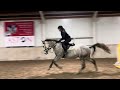 Show jumping horse Fijn 8j amateur paard