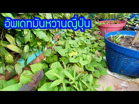 อัพเดทมันหวานญี่ปุ่น อัพเดทมันหวานญี่ปุ่น