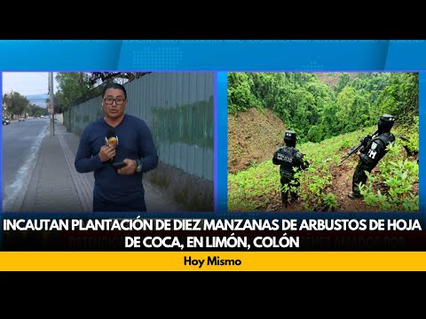 Incautan plantación de diez manzanas de arbustos de hoja de coca, en Limón, Colón