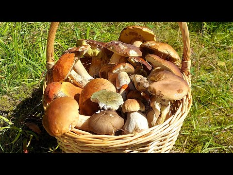 #เก็บเห็ด🍄🍄-พามาดูป่าใหม่❗เห็ด #เก็บเห็ด🍄🍄-พามาดูป่าใหม่❗เห็ด