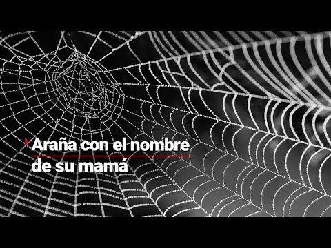 Descubre nueva especie de ARAÑA y la bautiza como su madre?? | ¡Vaya día en Chiapas!