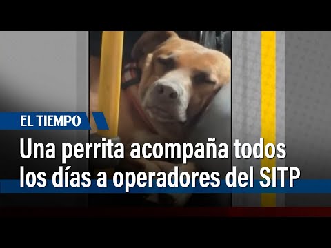 Una perrita sale todos los días a acompañar a operadores del SITP | El Tiempo