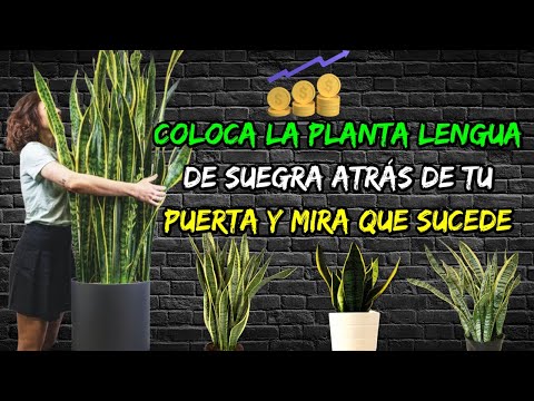 Coloca la planta Lengua de Suegra atrás de tu puerta y mira que sucede!