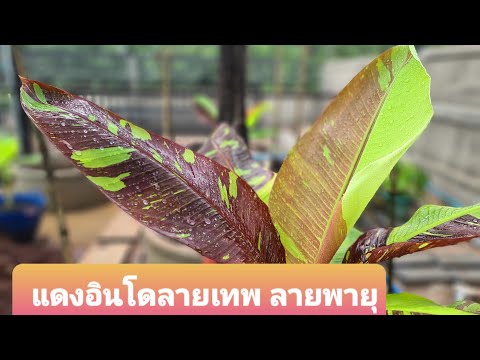 รวมกล้วยด่างงาม-กล้วยแดงอินโดล รวมกล้วยด่างงาม-กล้วยแดงอินโดล