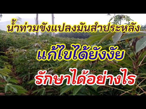 แปลงมันสำประหลังน้ำขัง-แก้ไขย แปลงมันสำประหลังน้ำขัง-แก้ไขย