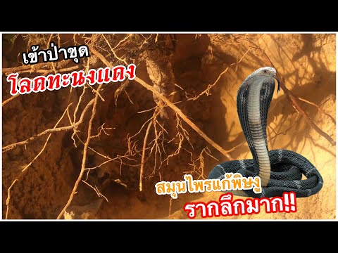 ขุดโลดทะนงแดงสมุนไพรรากลึกมา