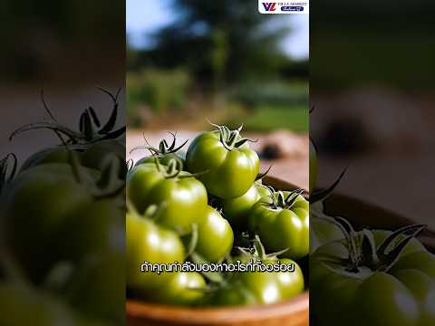 GreenCherryTomatoes–thepe