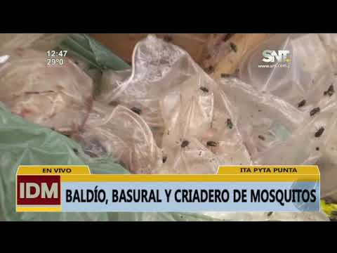 Baldío, basural y criadero de mosquitos