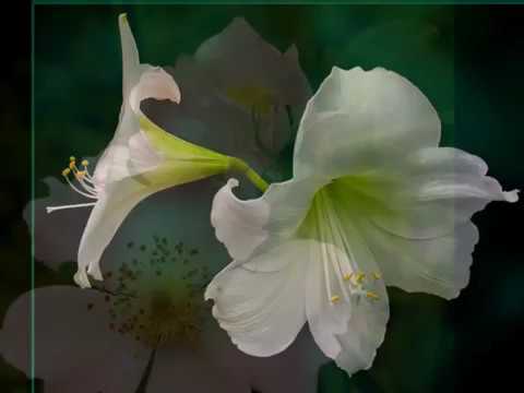 Chris Rea Your Warm and Tender Love wmv