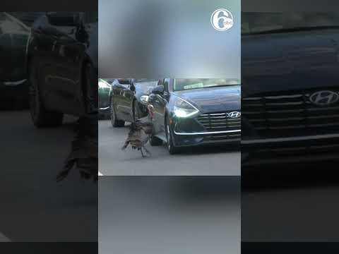 A feisty turkey pecked at cars and disrupted traffic in South Jersey