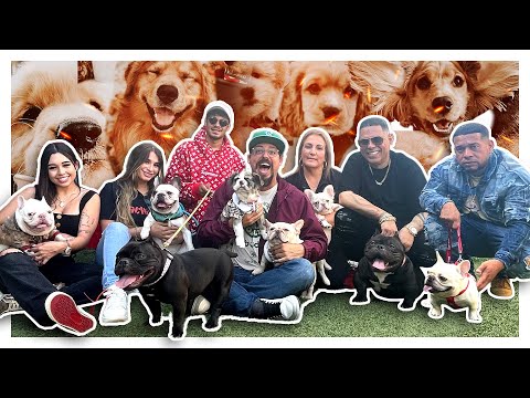 Un perro valorado en $500,000!!! Lluvi de perros en  el estudio Feat. Gringo