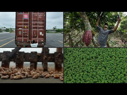 El cacao cotiza como oro en Ecuador y atrae al crimen organizado | AFP