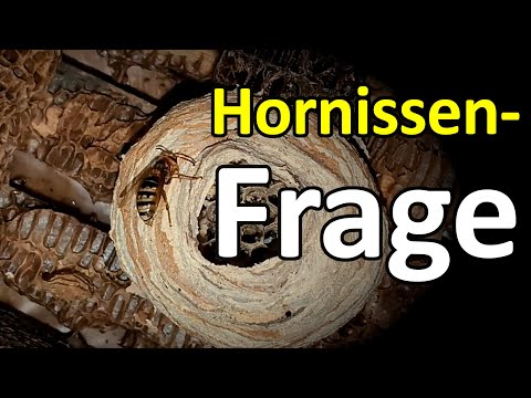 Question to the hornet experts: What is the condition of the hornet nest?