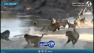 قرود تهاجم فهد